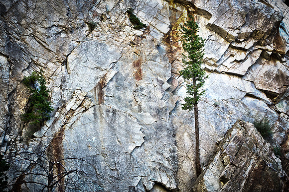 Agnes Pine tree HDR