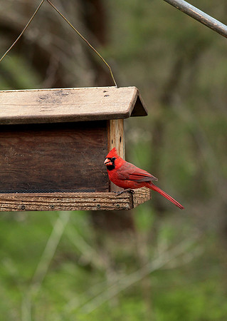 April Arboretum Cardinal