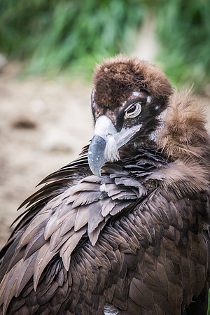 denver zoo 09082014-23