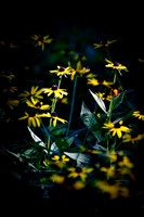 Dark daisy