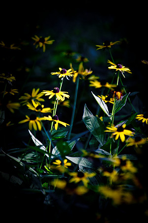 Dark daisy