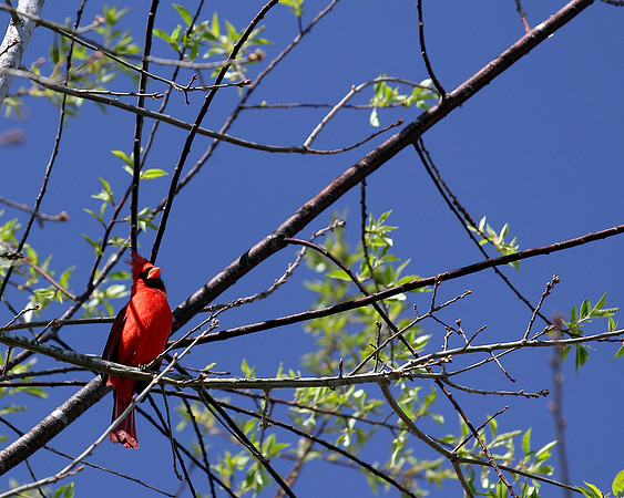 Arboretum Cardinal