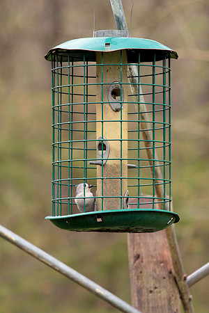 titmouse in a tight spot