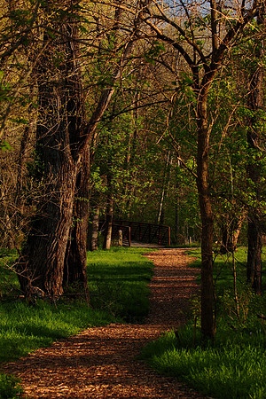 lane to dark bridge