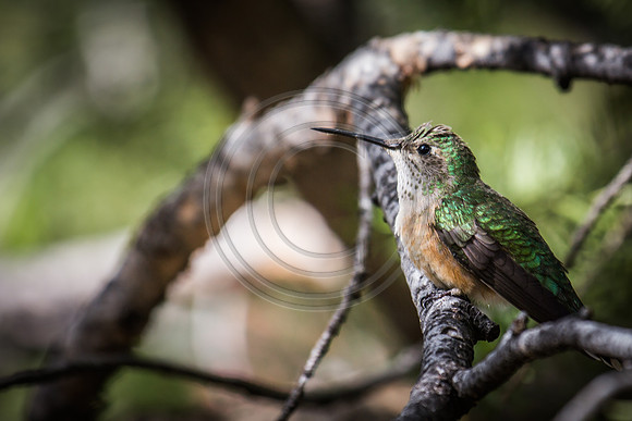 2014 june hummingbirds-8