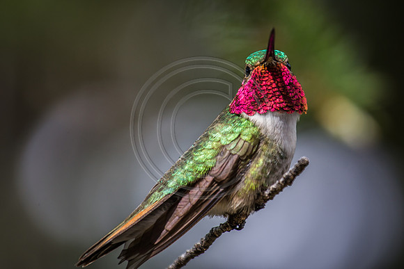 2014 june hummingbirds-4