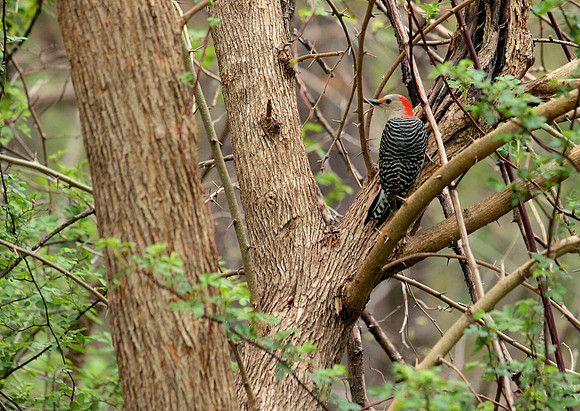 flicker