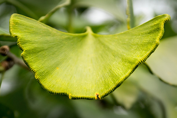 Gingko
