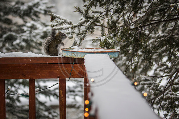 christmas squirrel
