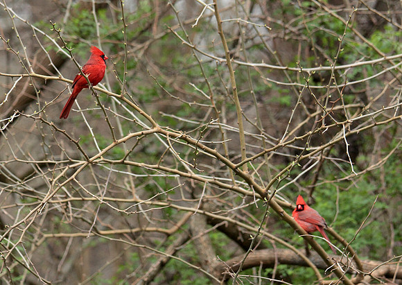 April Arboretum Cardinal
