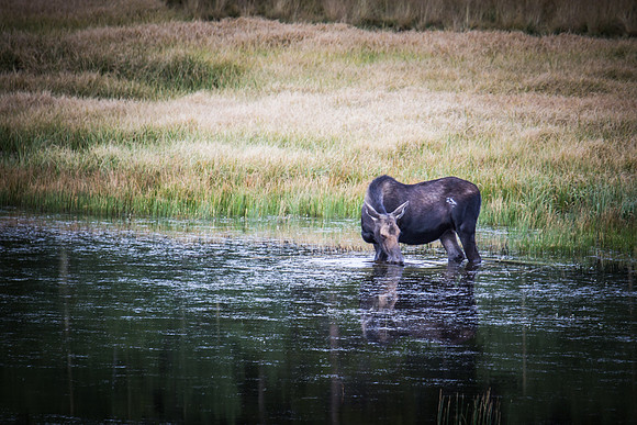 Bailey Moose 09082014 - 3
