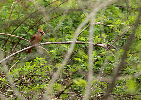 April Arboretum Cardinal