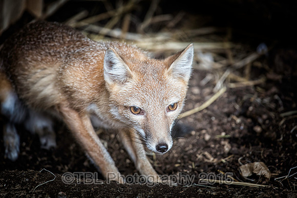 _MG_0656-Edit