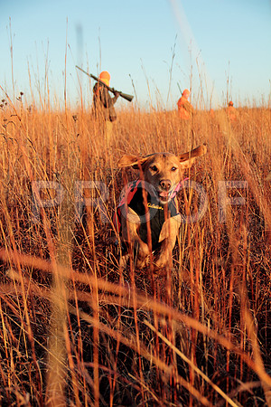 Concordia pheasant hunting