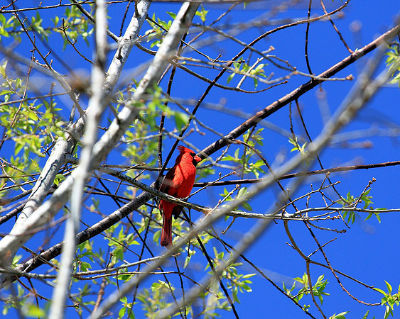 Arboretum Cardinal