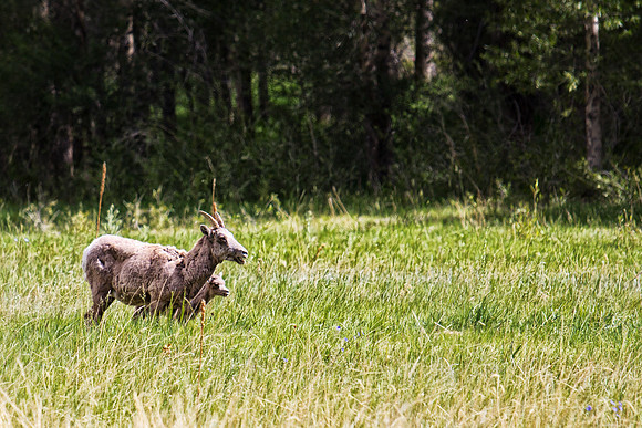 Big Horn Sheep-3