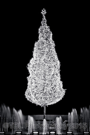 crown center tree bw