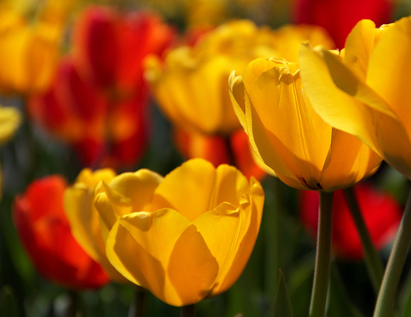 Tiptoe through the tulips