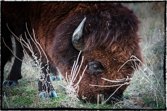Bison grazing horizontal