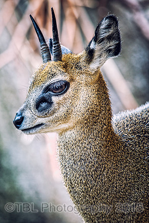 _MG_0349-Edit