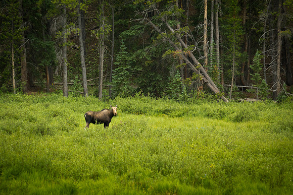 moose (3 of 5)