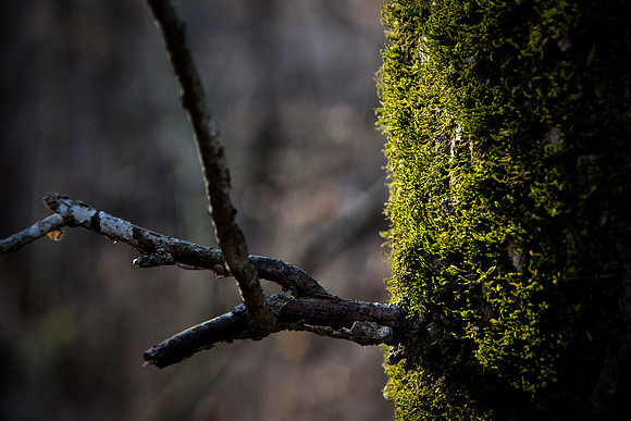 arboretum fog-19