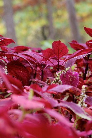 Red Leaves