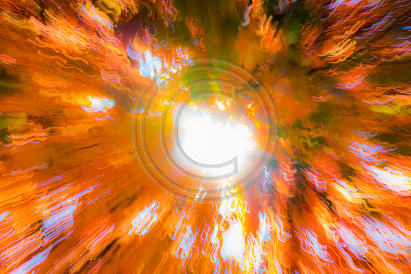 November 1 covid leaves-2