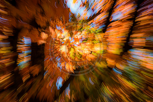 November 1 covid leaves-4