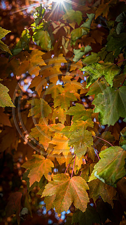 November 1 covid leaves-3