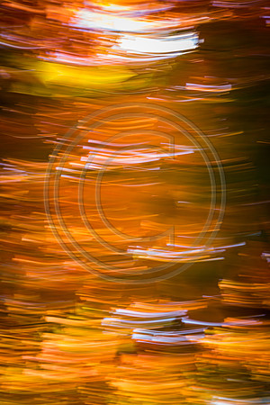 November 1 covid leaves-7