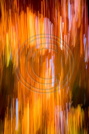 November 1 covid leaves-8