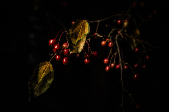 _MG_0219-Edit