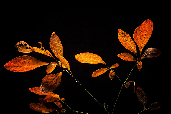 _MG_0268-Edit