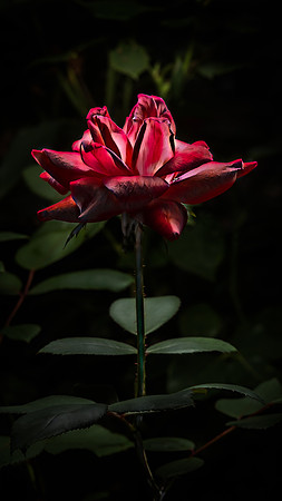 Covid Rose
