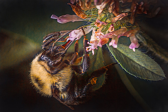 Pollen Nectar Bumble