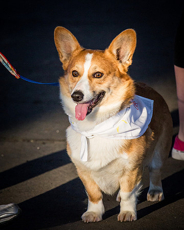 dog day 04052014-5