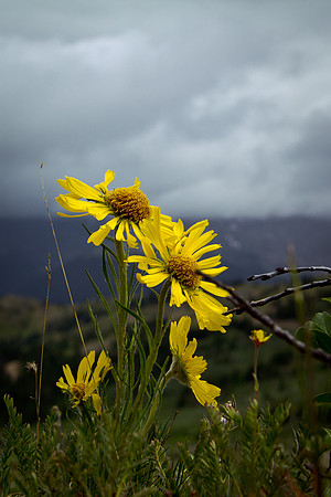 Cottonwood Pass (1 of 13)