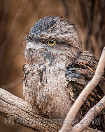 _MG_0613-Edit