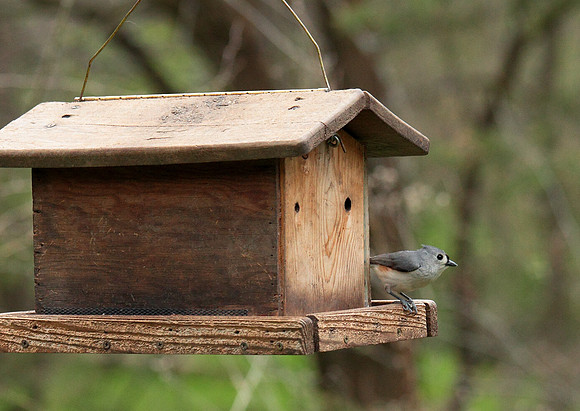 titmouse house