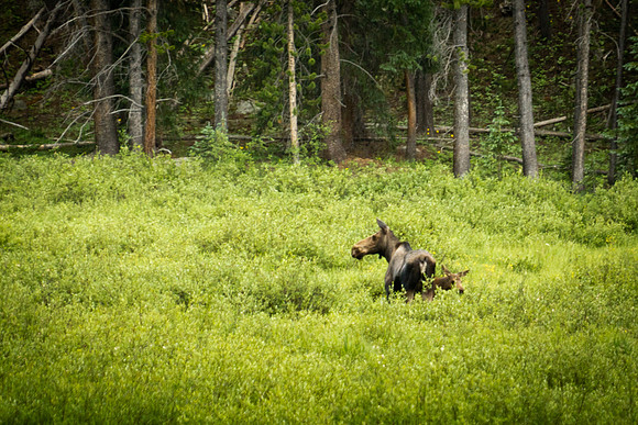 moose (2 of 5)