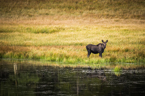Bailey Moose 09082014 - 5