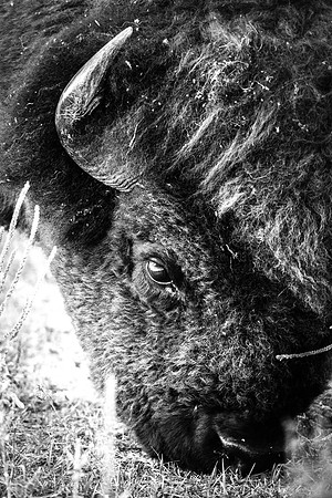 Bison Grazing black and white