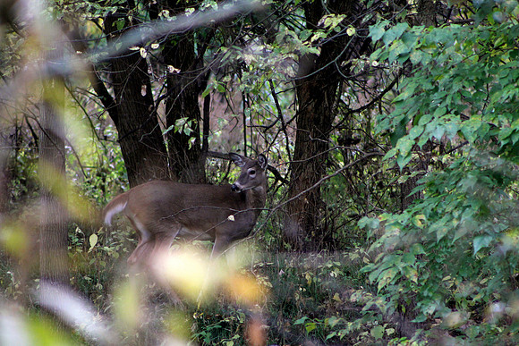 whitetail in october 3