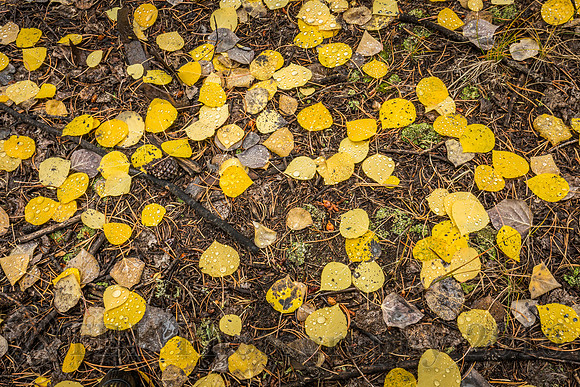 The Fallen