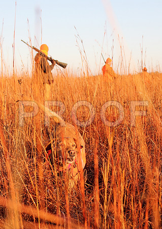 Concordia pheasant hunting