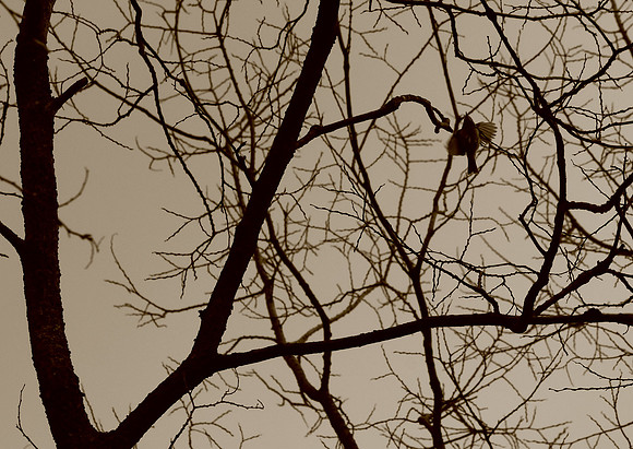 flit