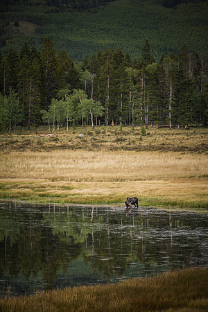 Bailey Moose 09082014 - 6