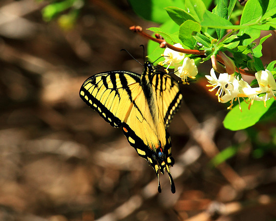 April Butterflies