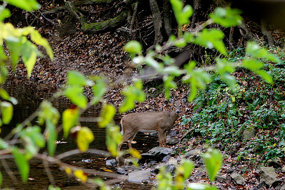 whitetail in october 10